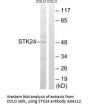 Anti-STK24/Mst3 Antibody
