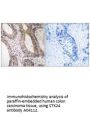 Anti-STK24/Mst3 Antibody