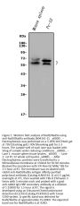 Anti-Rad9/Rad9a Antibody PicobandÂ®