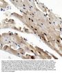Anti-Rad9/Rad9a Antibody PicobandÂ®