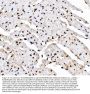 Anti-Rad9/Rad9a Antibody PicobandÂ®