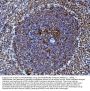 Anti-Rad9/Rad9a Antibody PicobandÂ®