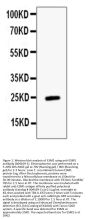 Anti-ESM1 Antibody Picoband®