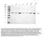Anti-CCXCR1/XCR1 Antibody Picoband®