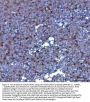 Anti-CCXCR1/XCR1 Antibody Picoband®