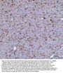 Anti-CCXCR1/XCR1 Antibody Picoband®