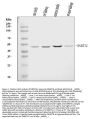 Anti-DNMT3L Antibody Picoband®