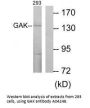 Anti-Cyclin-G-associated kinase GAK Antibody
