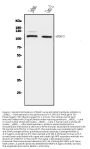 Anti-ERAP2 Antibody PicobandÂ®