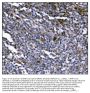 Anti-ERAP2 Antibody PicobandÂ®