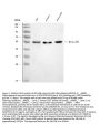 Anti-ARL13B Antibody Picoband®