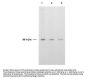 Anti-Thymidylate Synthase TYMS Antibody