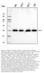 Anti-RAB13 Antibody Picoband®