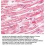 Anti-Sprouty-4 SPRY4 Antibody