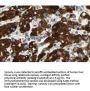 Anti-Sprouty-4 SPRY4 Antibody