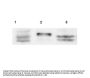 Anti-Sprouty-4 SPRY4 Antibody