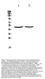 Anti-PLAU Antibody Picoband®