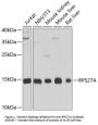 Anti-RPS27A Antibody