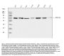 Anti-NCOA4 Antibody Picoband®