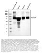 Anti-FACL4/ACSL4 Antibody Picoband®