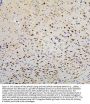 Anti-FACL4/ACSL4 Antibody Picoband®