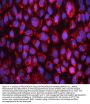 Anti-FACL4/ACSL4 Antibody Picoband®
