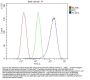 Anti-FACL4/ACSL4 Antibody Picoband®