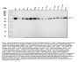 Anti-FACL4/ACSL4 Antibody Picoband®