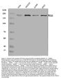 Anti-POLA1 Antibody PicobandÂ®