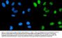 Anti-POLA1 Antibody PicobandÂ®