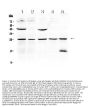 Anti-Noggin Antibody Picoband®
