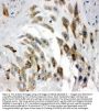 Anti-Noggin Antibody Picoband®