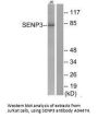 Anti-SENP3 Antibody