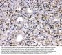 Anti-MMP11 Antibody Picoband®