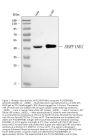 Anti-PI2/SERPINB1 Antibody Picoband®