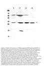 Anti-VEGFB Antibody Picoband®