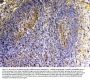 Anti-VEGFB Antibody Picoband®