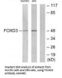 Anti-Forkhead box protein D3 FOXD3 Antibody