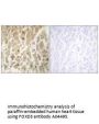 Anti-Forkhead box protein D3 FOXD3 Antibody