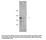 Anti-BORIS CTCFL Antibody
