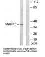 Anti-MAPK3 MAPKAPK3 Antibody