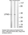 Anti-LFNG/Lunatic Fringe Antibody