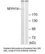 Anti-MYH14/Myosin Heavy Chain Antibody