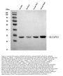 Anti-MATE-1/SLC47A1 Antibody PicobandÂ®