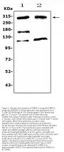 Anti-MED13 Antibody Picoband®