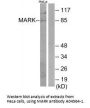 Anti-MARK MARK1 Antibody