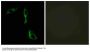 Anti-Alpha-1D adrenergic receptor ADRA1D Antibody