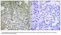 Anti-Alpha-1D adrenergic receptor ADRA1D Antibody