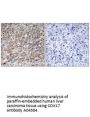 Anti-COX17 Antibody