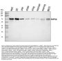 Anti-DCP1A Antibody Picoband®